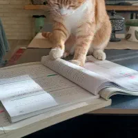 واگذاری رایگان گربه خانگی