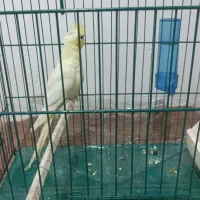 عروس هلندی با لوازم کامل