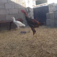 خروس لاری