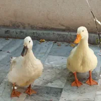اردک|حیوانات مزرعه|کرج, کیانمهر|دیوار