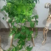 گل و گلدان|گل و گیاه طبیعی|قرچک, مهدیه|دیوار