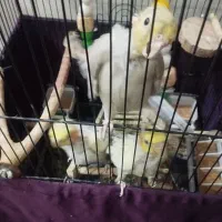 جوجه عروس هلندی
