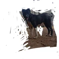 ۲عدد سگ افغان فروشی