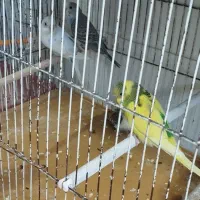 مرغ عشق تازه دن خور