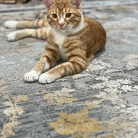 واگذاری گربه نارنجی