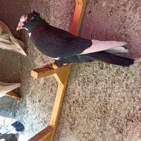 کبوترعطیقه|پرنده|مشهد, هفده شهریور|دیوار