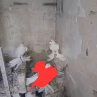 ۳جفت کبوتر لوتی جفت ۲میلیون|پرنده|اهر, |دیوار