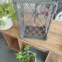سبد سه ردیف ودوردیف سیب