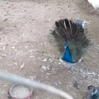 طاووس هندی ابلغ و مصری|پرنده|تاکستان, |دیوار