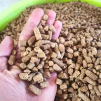 غذای ماهی کپور
