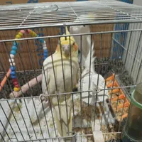 سه تا عروس هلندی|پرنده|آذرشهر, |دیوار