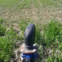 یونجه