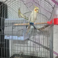 یک جفت عروس هلندی