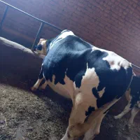 گاو تلیسه