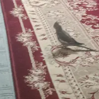 طوطی