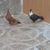 کفتر جوجه
