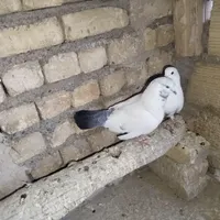نر کله دم سبز شمرونی ماده سفید نر شازده ومادهذسرخ|پرنده|اصفهان, دانشگاه اصفهان|دیوار