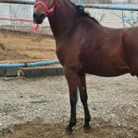 نریان ۳ساله|اسب و تجهیزات اسبسواری|گلپایگان, |دیوار