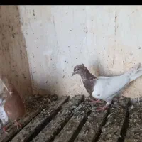 ۳۰۰۰۰۰۰۰|پرنده|مشهد, شهرآباد|دیوار