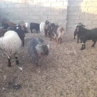 ۱۶ راس بزغاله چاق و چلبک نرو ماده به قیمت مناسب|حیوانات مزرعه|هامون, |دیوار