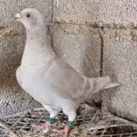 خط سفید دورنگ وپیازی|پرنده|وحدتیه, |دیوار