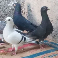 کبوتر نوک ریز|پرنده|خورموج, |دیوار