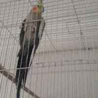 طوطی عروس فروشی|پرنده|خوش‌رودپی, |دیوار