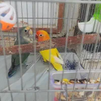 طوطی برزیلی کوتوله