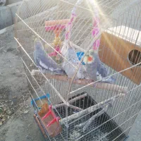 عروس هلندی|پرنده|تهران, یافت آباد شمالی|دیوار