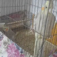 سلام دو تا عروس هلندی شش ماهه..دستی سالم.۲۱۰۰