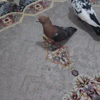 کفتر|پرنده|مشهد, کشف|دیوار