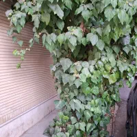 منزل ۱ طبقه مسکونی قصر قمشه