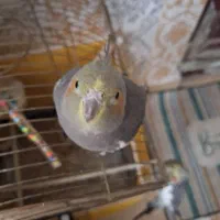 عروس هلندی|پرنده|رشت, حافظ آباد|دیوار