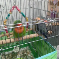 طوطی برزیلی نرو ماده در برازجان