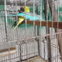 مرغ عشق|پرنده|حویق, |دیوار