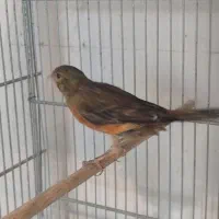 قناری|پرنده|یزد, |دیوار