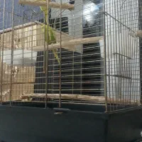 مرغ عشق رام سخنگو