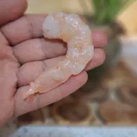 میگو سوره درشت دریایی