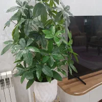 دومدل درخچه نو