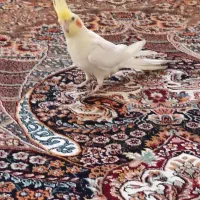 عروس هلندی نر