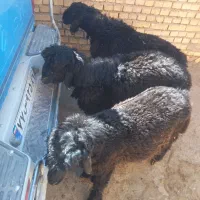 فروش سه عدد بره ته کم سن و سال تخمی|حیوانات مزرعه|خانمیرزا, |دیوار