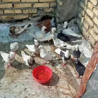 چند عدد کبوتر|پرنده|اهواز, زرگان|دیوار