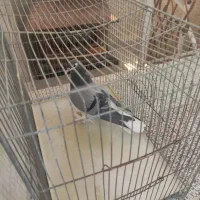 ماده خرقه پاپر|پرنده|اصفهان, خوراسگان|دیوار