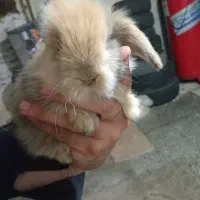 خرگوش لوپ|موش و خرگوش|تبریز, |دیوار