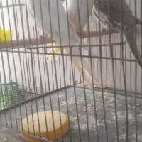 عروس هلندی دونه خوار