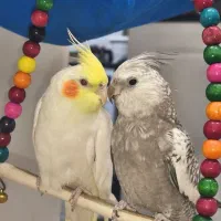 عروس هلندی نر سخنگو