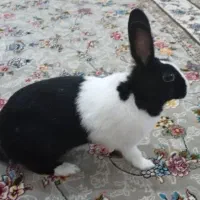 خرگوش