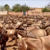 خریدوفروش خر