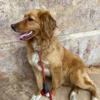 سگ باهوش و اصیل|سگ|آمل, |دیوار