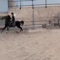 اسب دوسر کرد ۳ ساله شجره سنگین جفت زن